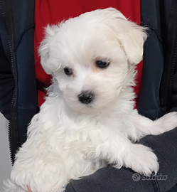 Tre cuccioli di maltese e maltipoo