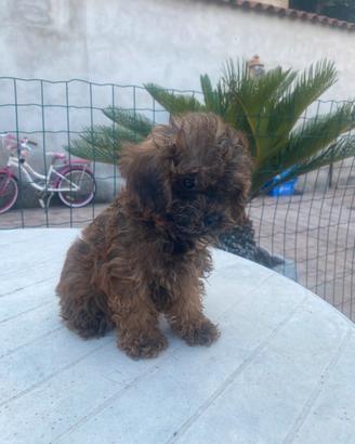Barboncino maltipoo toy