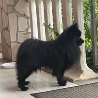 Spitz tedesco piccolo Disponibile per monte