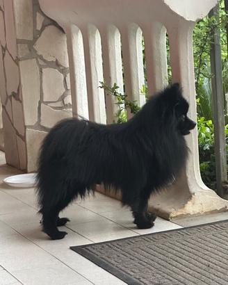 Spitz tedesco piccolo Disponibile per monte