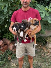 Cuccioli di American Staffordshire Terrier Amstaff