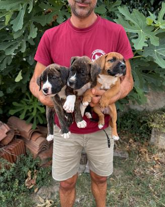 Cuccioli di American Staffordshire Terrier Amstaff