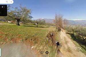 Terreno agricolo con uliveto