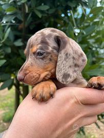 Bassotto tedesco kaninchen