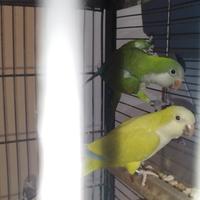 Coppia di parrocchetto monaco