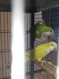 Coppia di parrocchetto monaco