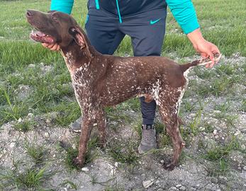 Bracco tedesco kurzhaar