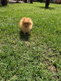 Volpino di Pomerania / Spitz tedesco nano
