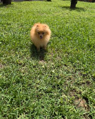 Volpino di Pomerania / Spitz tedesco nano
