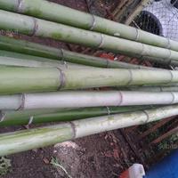 Canne bambu da 5cm a9cm
