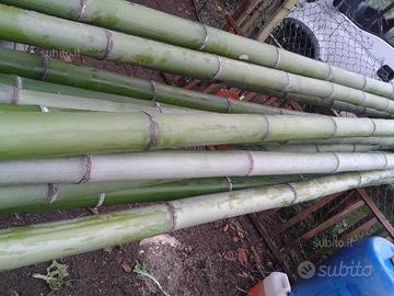 Canne bambu da 5cm a9cm