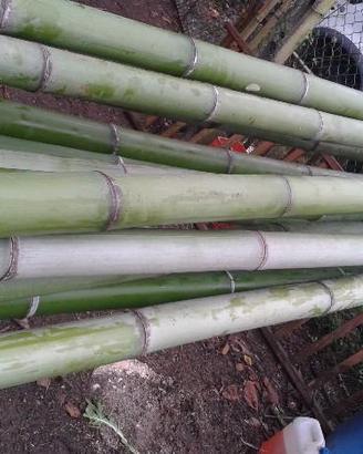 Canne bambu da 5cm a9cm