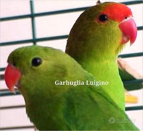 Pappagallo - Agapornis TARANTA