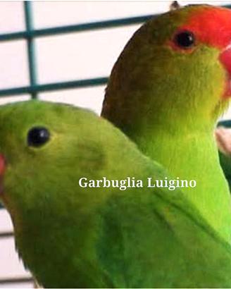 Pappagallo - Agapornis TARANTA