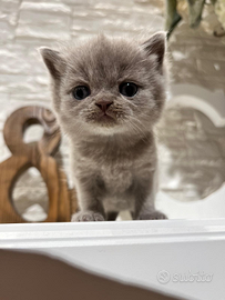 British shorthair cucciolo