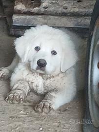 Pastore abruzzese