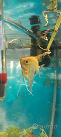 Pesce