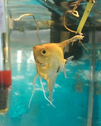 Pesce
