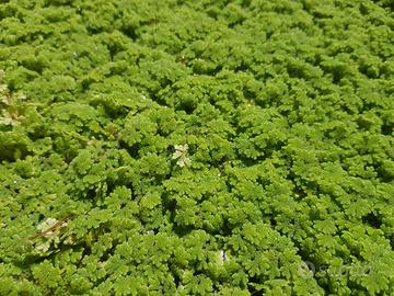 Azolla caroliniana