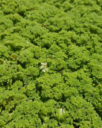 Azolla caroliniana