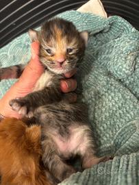 Cucciolo di Maine Coon con pedigree