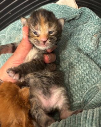 Cucciolo di Maine Coon con pedigree