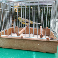 Canarino selvatico delle canarie