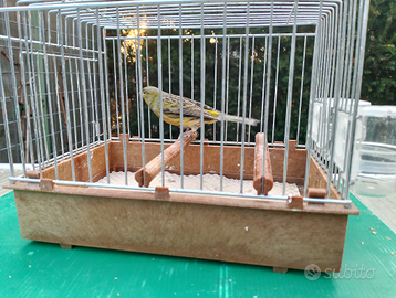 Canarino selvatico delle canarie