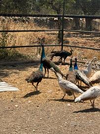Pavoni galline