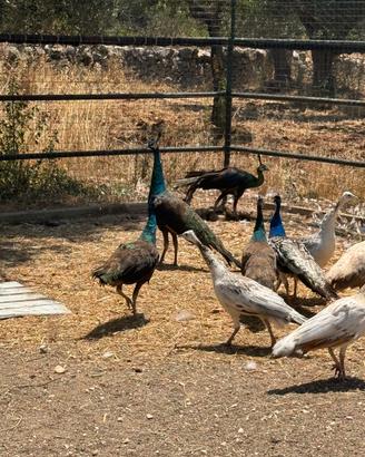 Pavoni galline