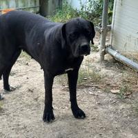 Cane Corso femmina pura manto nero