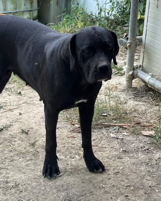 Cane Corso femmina pura manto nero