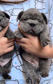 Bulldog francese