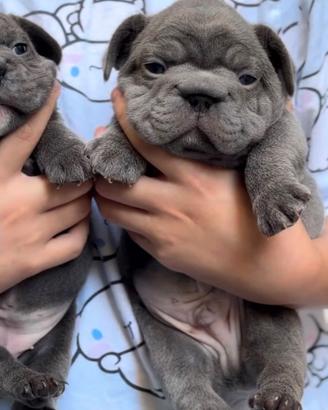 Bulldog francese