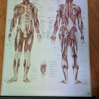 stampe per studio medico