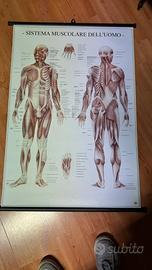 stampe per studio medico