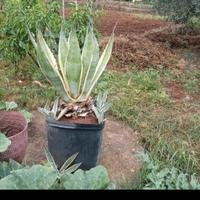 pianta agave