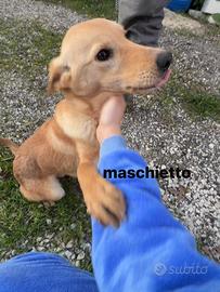 Cucciolo meticcio