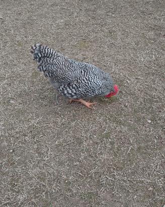 Gallo Amrocks