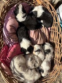 Cuccioli di pastore australiano