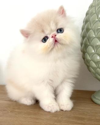 Persiani gattini