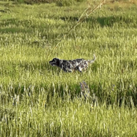 Setter specialisti