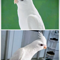 Calopsiti pappagalli al contatto umano non selvati