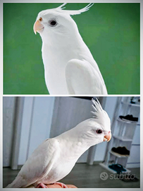 Calopsiti pappagalli al contatto umano non selvati