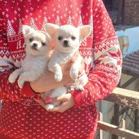 Cuccioli di Chihuahua