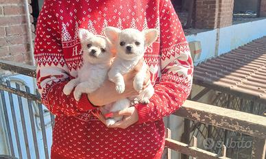 Cuccioli di Chihuahua