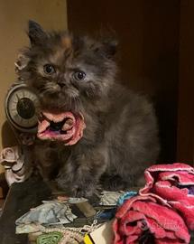 Gatto persiano incrocio