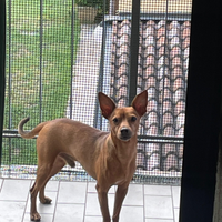 Pinscher di 6 anni buonissimo