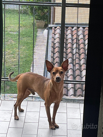 Pinscher di 6 anni buonissimo