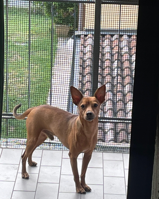 Pinscher di 6 anni buonissimo